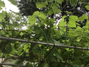 実のついたブドウの木