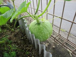 野菜