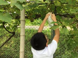 袋掛けをしているところ