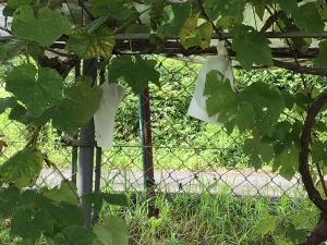 袋掛けをされたブドウ