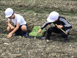 苗を植える子どもたち