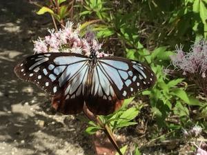 羽を広げたアサギマダラ