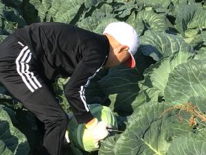 収穫するところ