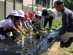 植え方を教わる1年生