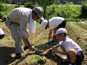 ていねいに苗植え