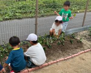 夏野菜