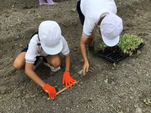 手で苗を植えるところ