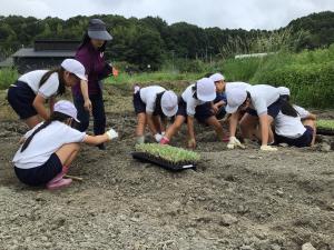植え初めのところ