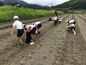 植え終わろうとしているところ
