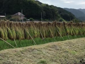 はざかけの風景