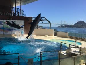 水族館のイルカショー