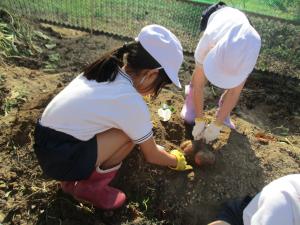 芋ほりをする1・2年生