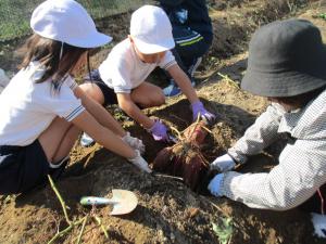 芋ほりをする1・2年生