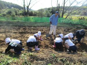 地域の方の畑で芋ほりをするところ