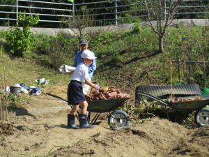 たくさん収穫できたお芋