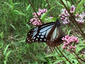 アサギマダラ初飛来