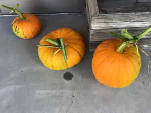 地域の方から届いたカボチャたち