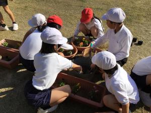 縦割り班で植えるところ