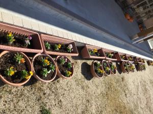 玄関に並んだ一鉢