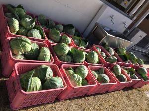 大量のキャベツ