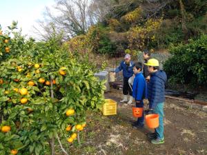 みかん狩り２