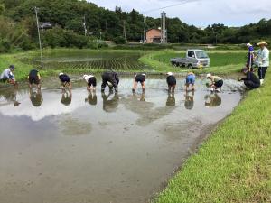 田植えをするところ