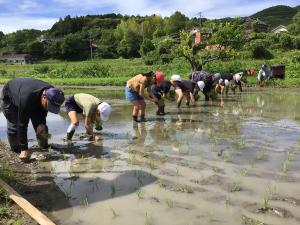 田植えをするところ