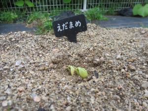 えだまめ