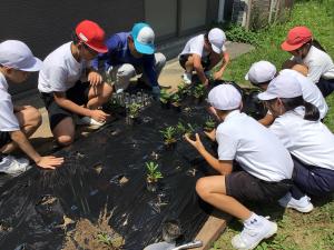 定植の仕方を教わるところ