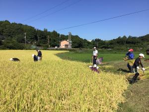 進んでいく稲刈り