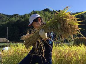 刈った稲を運ぶ子ども