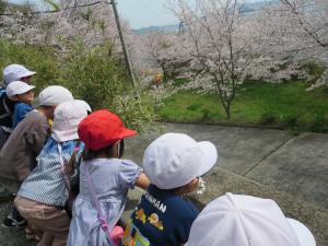 桜