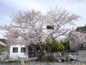 桜が咲いたよ