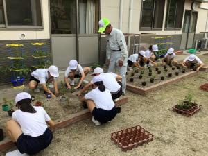 フジバカマの苗を花壇に植えるところ