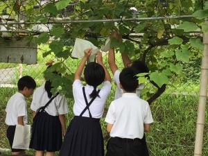 袋掛けをしているところ