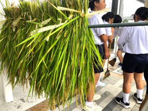 稲収穫
