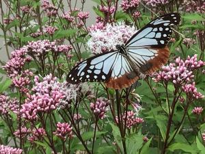 アサギマダラ初飛来