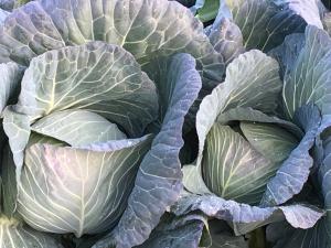 大きく育ったキャベツ